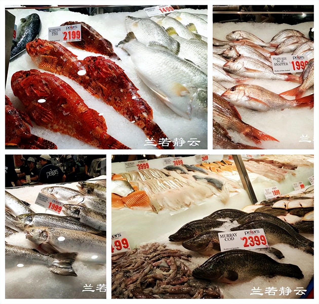 悉尼最大的海鲜鱼市场在哪里,海鲜市场澳洲龙虾