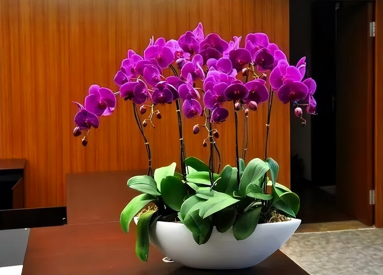 养花达人必备的44个养花绝技,8个实用的养花小技巧