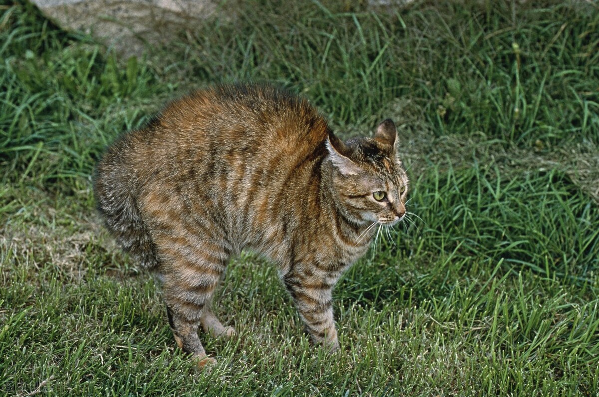 对待猫主子的正确方法,猫主子离家出走