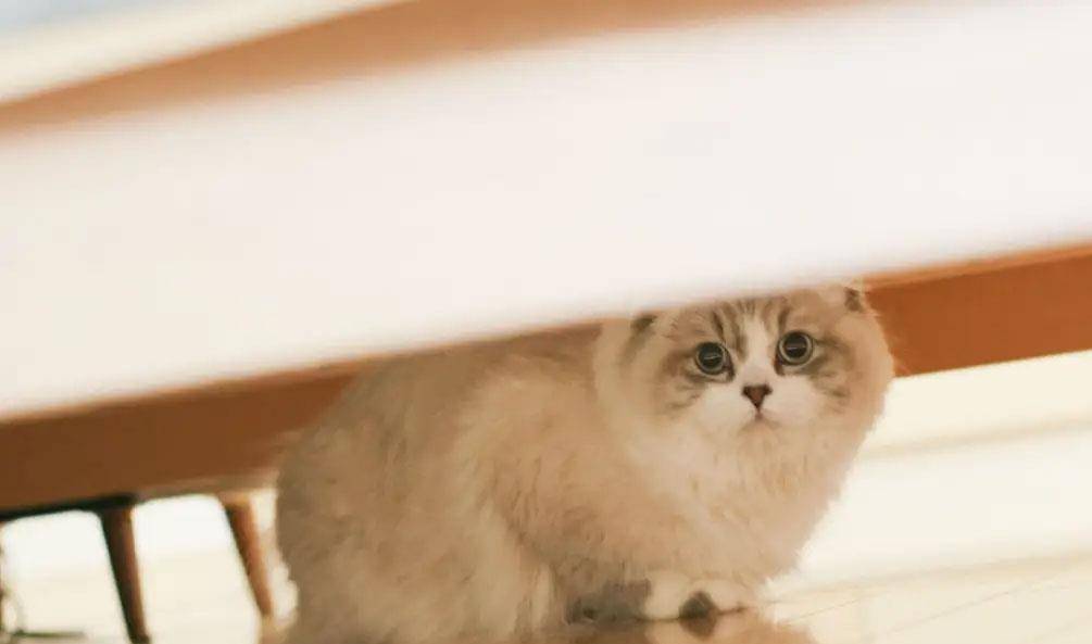 宠物猫和土猫吃的是一样吗,宠物猫和土猫战斗力