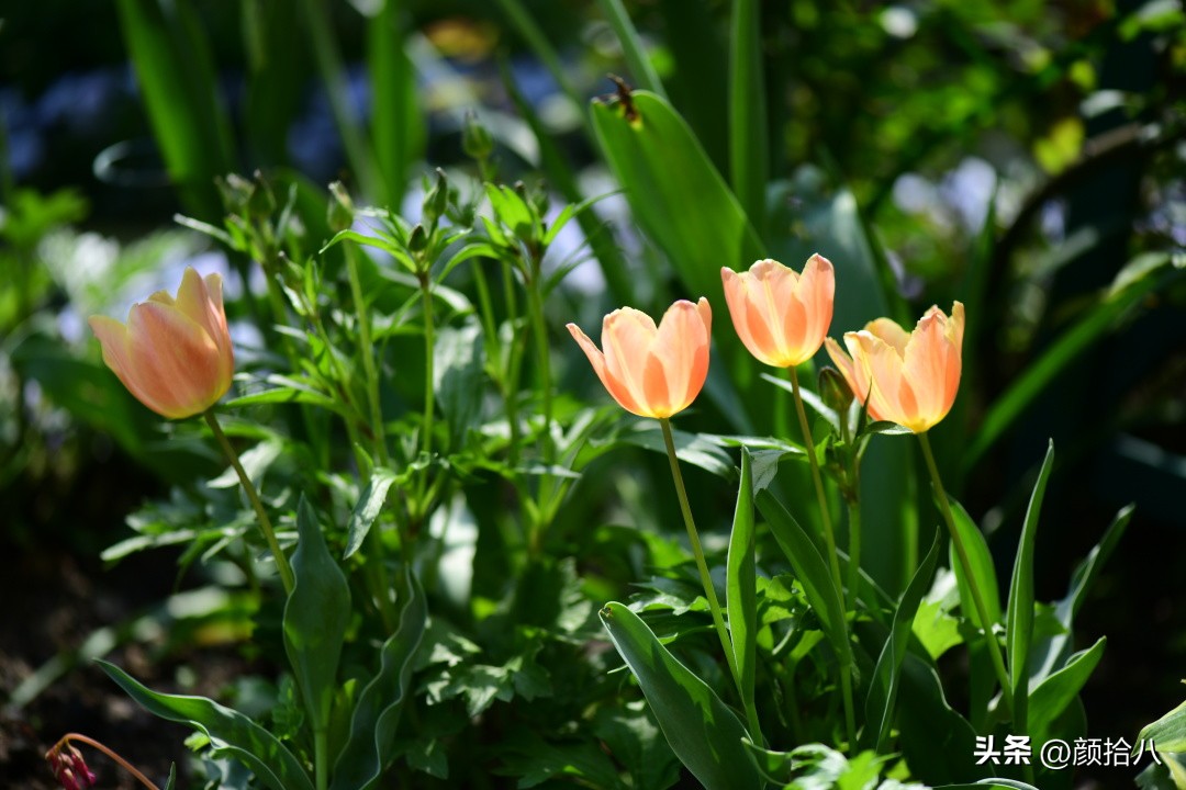 河马花园最耐阴植物,最漂亮的花园里的郁金香