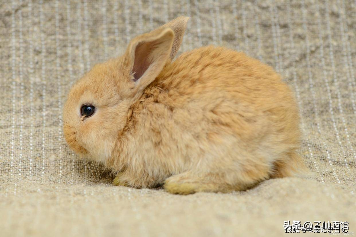 兔子打喷嚏是什么原因,兔子打喷嚏流鼻涕用什么药