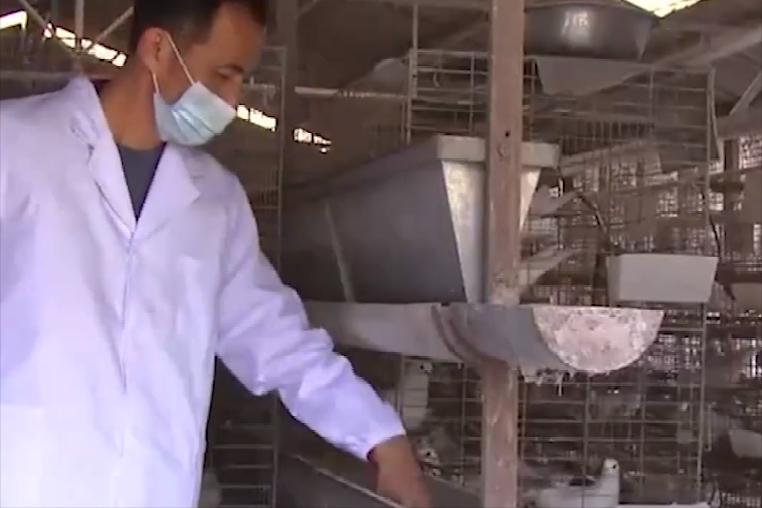 养10000只鸽子一年利润,湖北十堰一个老头靠养鸽子赚钱