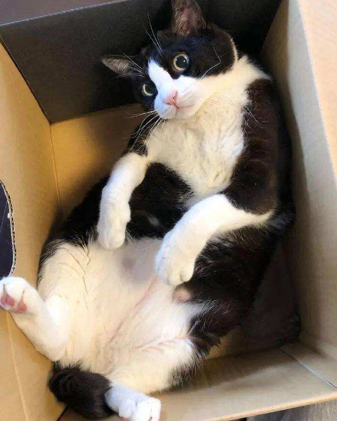 被弃养过三次的猫,弃养率极高的五种猫