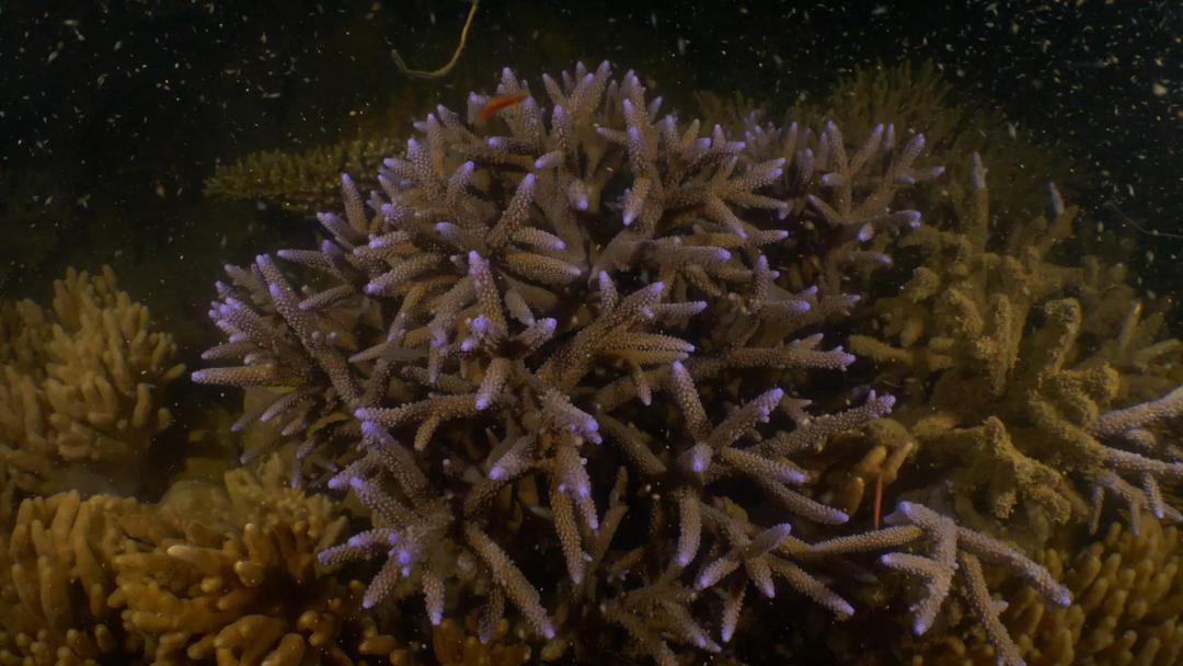 湾区羙好生活周报｜花漾绽放，指尖优雅