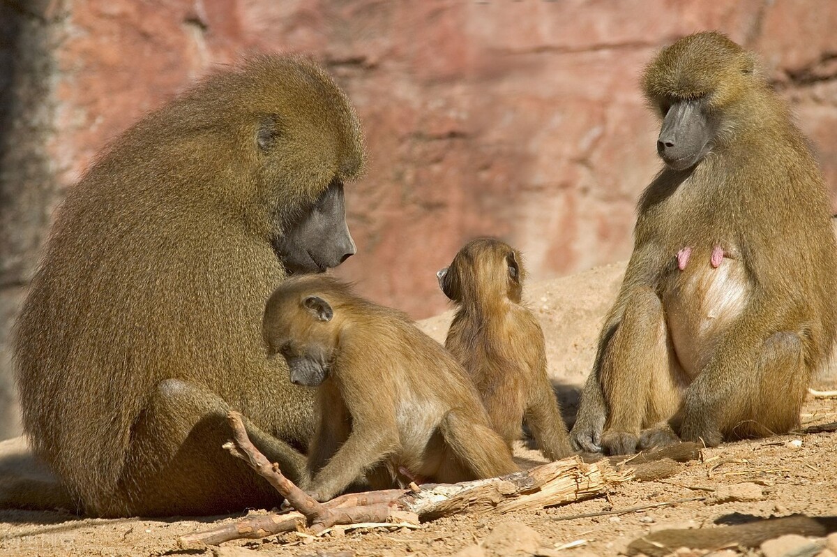 十二生肖猴的来历是什么,十二生肖猴的来历和传说故事