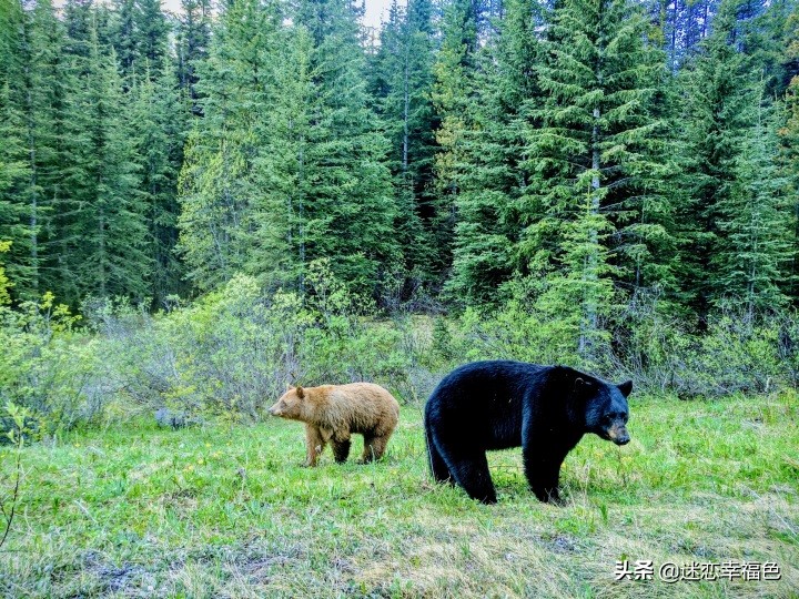大黑熊伤人,黑熊是怎么伤人的