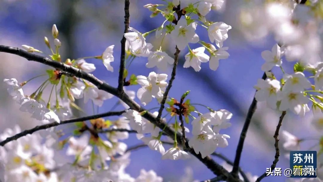 苏州赏花的地方,苏州三月中旬赏花去处