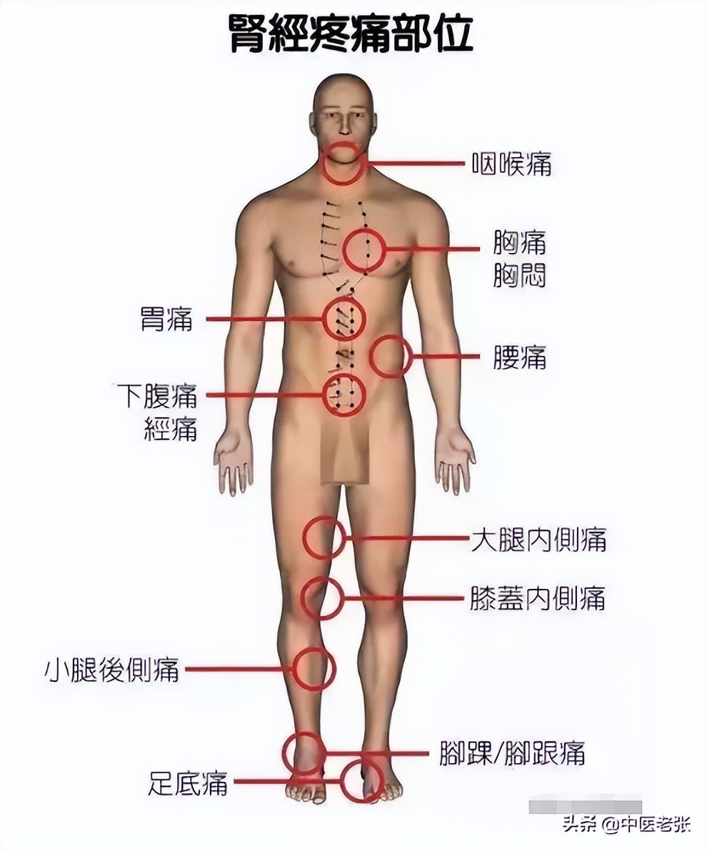 五脏六腑疼痛区高清图对照,人体五脏六腑疼痛区