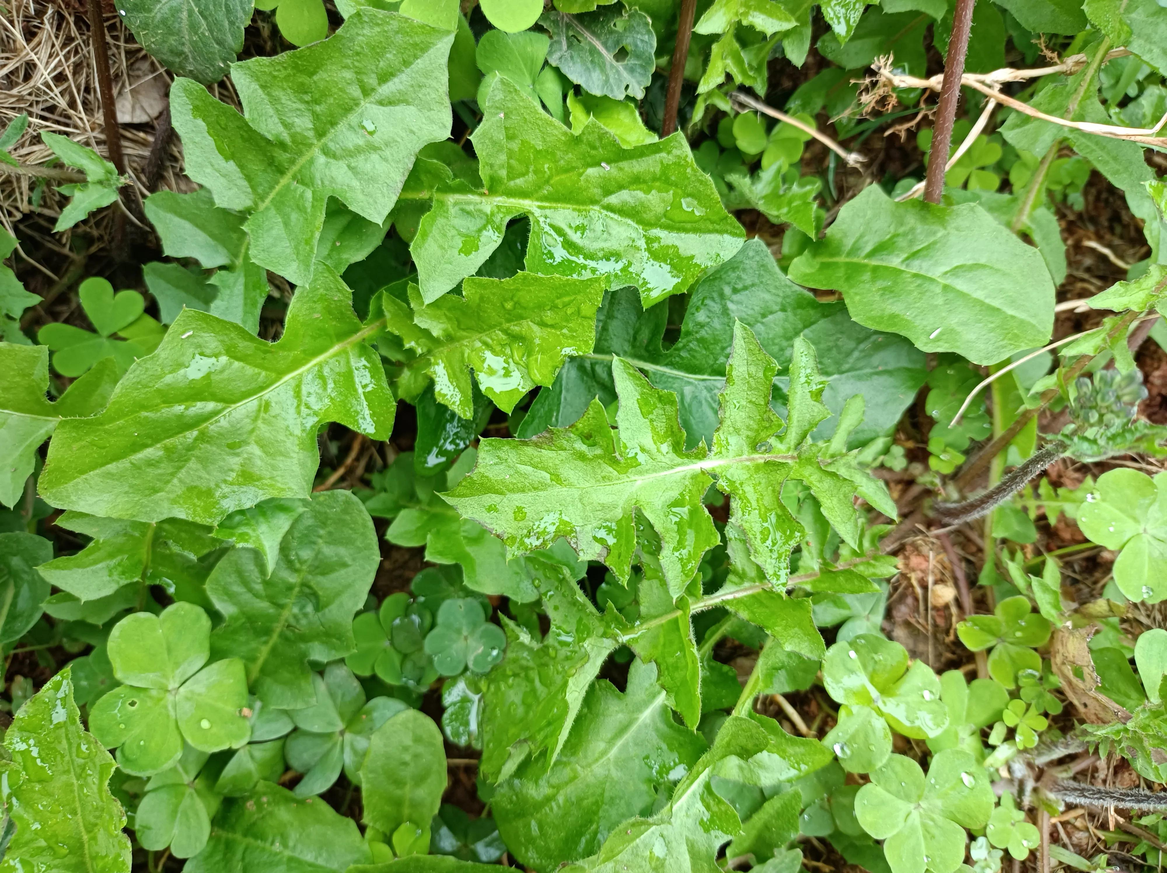 酷似蒲公英的野菜,尖裂假还阳草和蒲公英区别