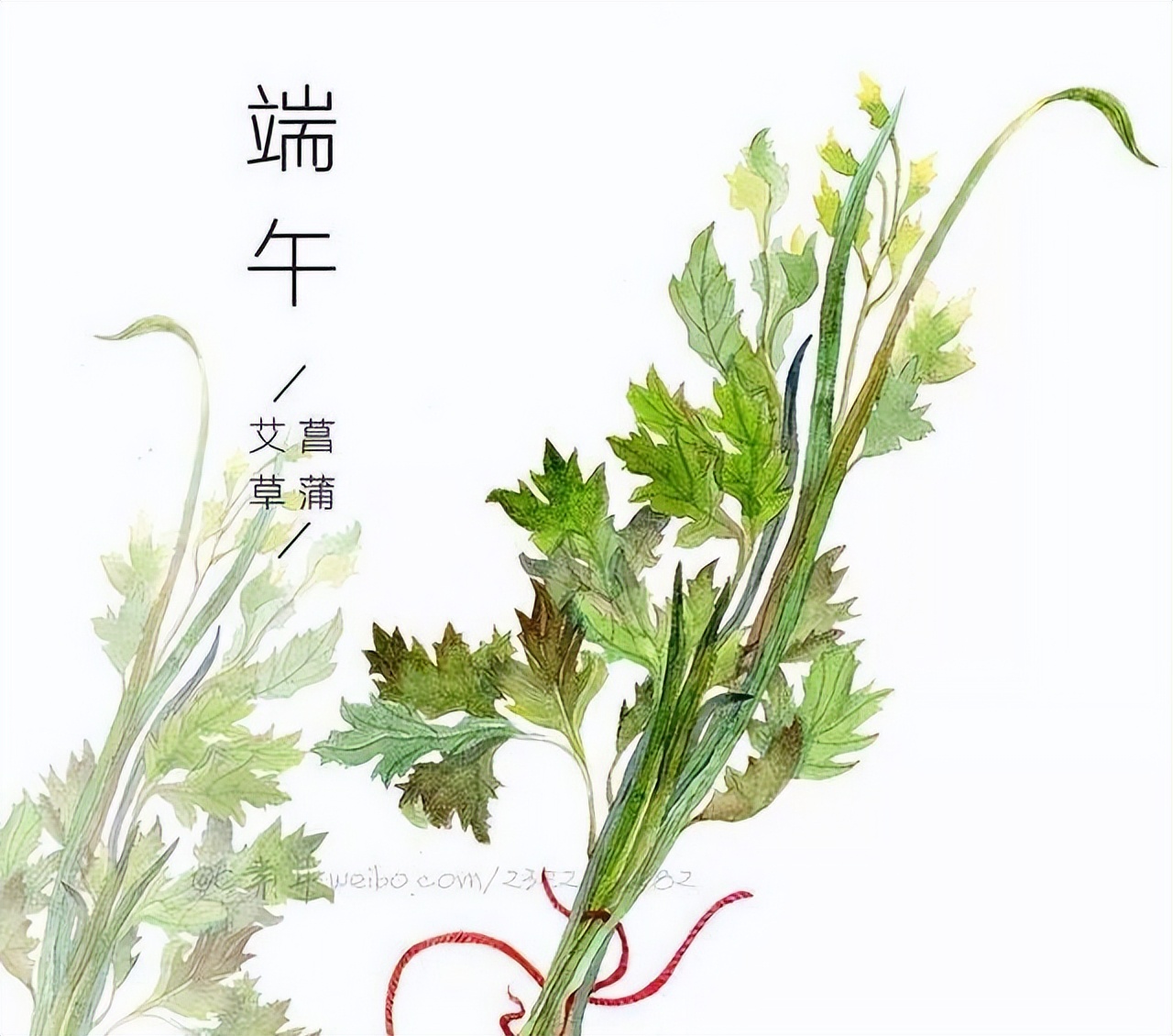 每个月农历十二月的花语,一月的花语