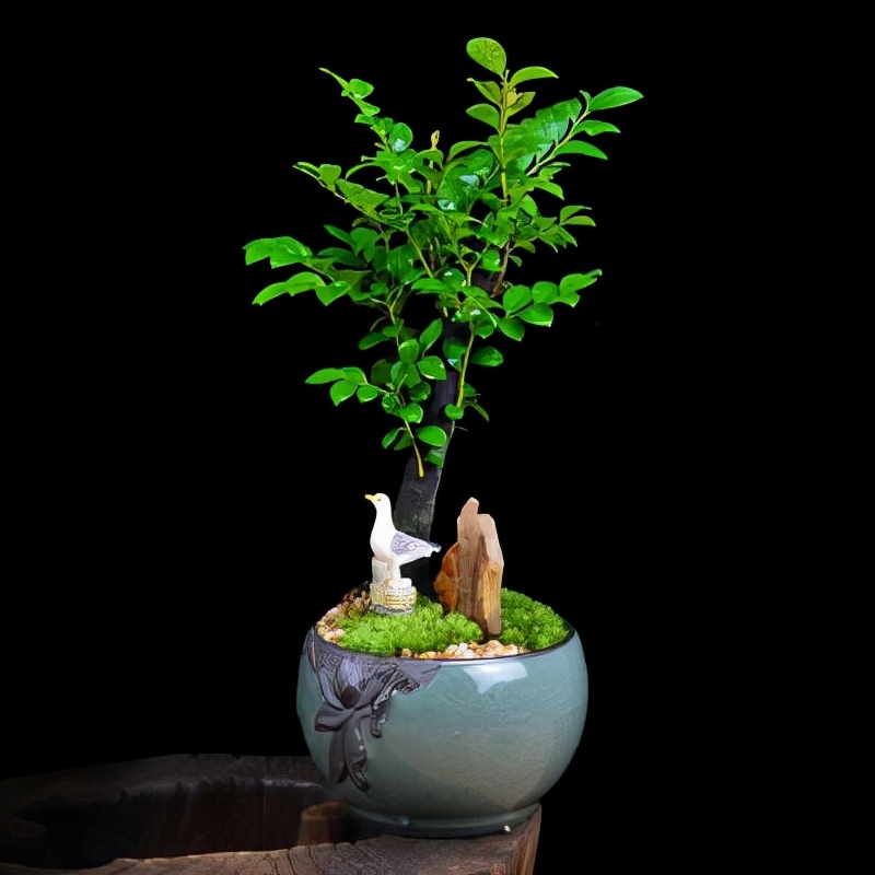 小叶紫檀盆景放客厅好吗,黄杨与小叶紫檀哪个值得客厅里养