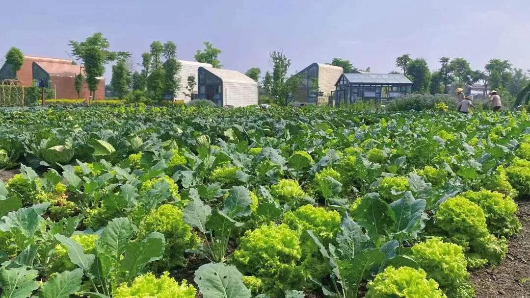 天府农博游玩心情,天府农业博览园一日游