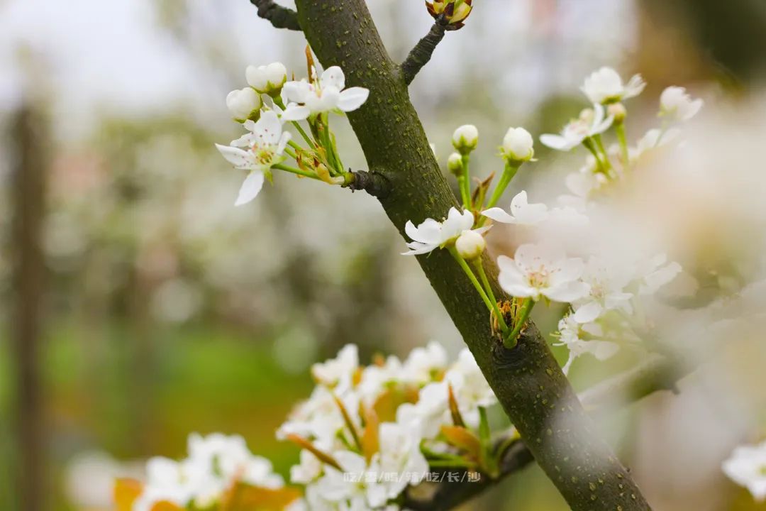 长沙攻略非热门,长沙旅游攻略免费存行李