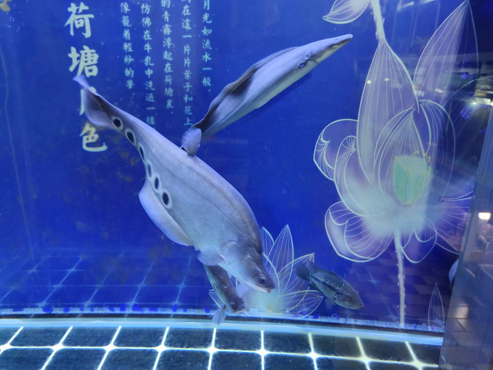 新鱼和老鱼合缸注意事项,观赏鱼新鱼旧鱼合缸注意什么