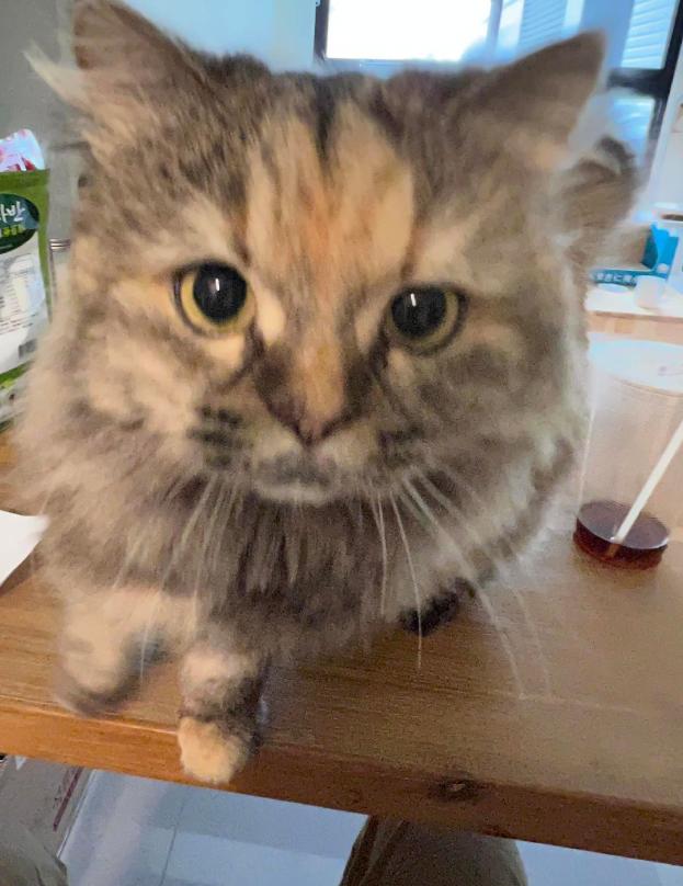 榴莲有点开口了有点长毛,榴莲靠近核的地方像长毛