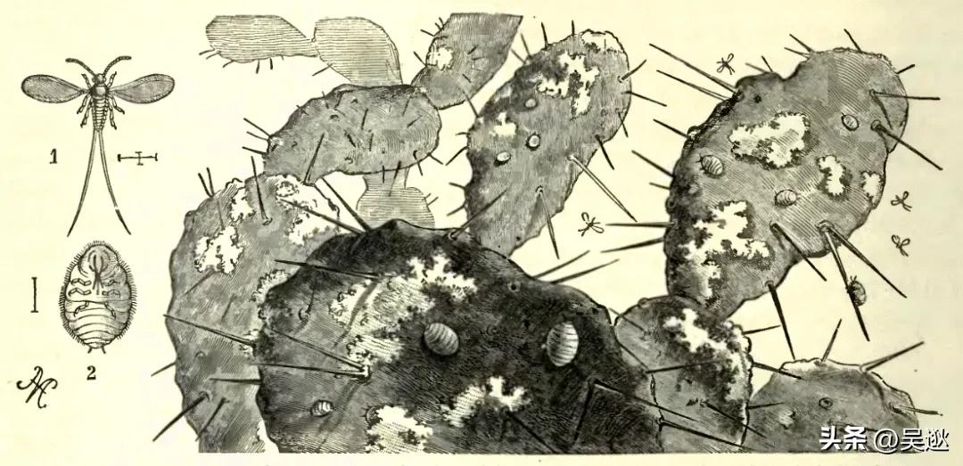 口红是虫子的尸体做的吗,女生口红是虫子尸体提炼的吗