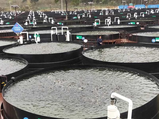 陆基养鱼产业发展存在的问题,陆基圆形池循环水高密度养鱼