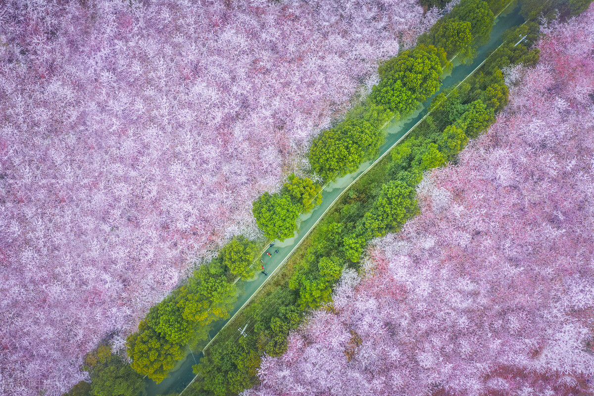 在太湖鼋头渚樱花谷等你,太湖鼋头渚樱花自驾游