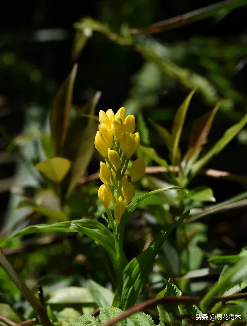 十大野生名贵兰花虎头兰,名贵兰花常见品种介绍图片