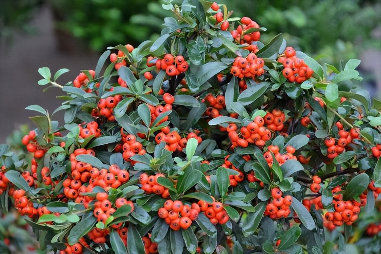 火棘红艳艳,小丑火棘盆景养殖方法和注意事项