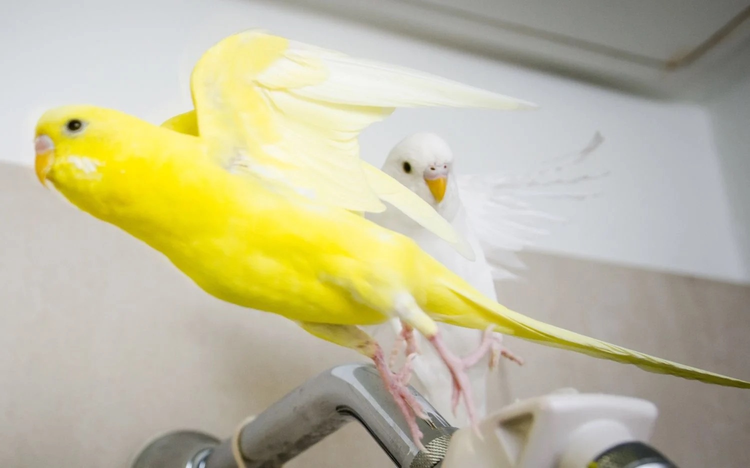 白化配黄化虎皮出什么色,白化和黄化虎皮鹦鹉能生育吗