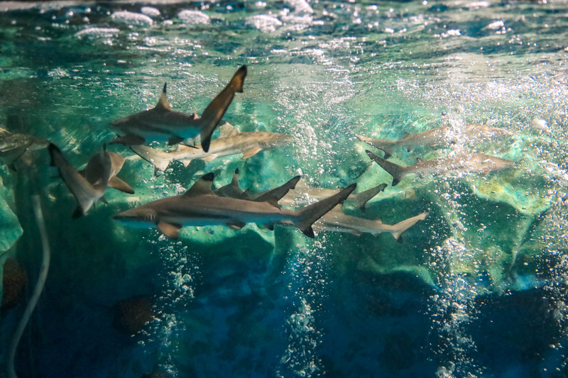 斯里兰卡旅游攻略必去景点,斯里兰卡旅游攻略最佳时间