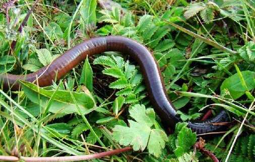 禽畜粪便环保处理,畜禽粪便处理循环利用利弊