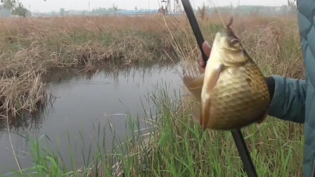 钓黄金鲫鱼用什么钩好,春天钓鲫鱼的正确方法与技巧