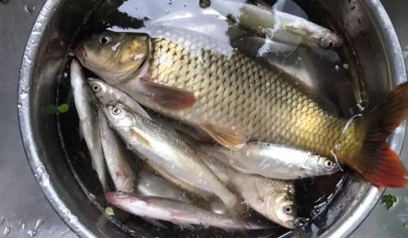 老婆从菜市场买回鱼,农贸市场野生鲫鱼