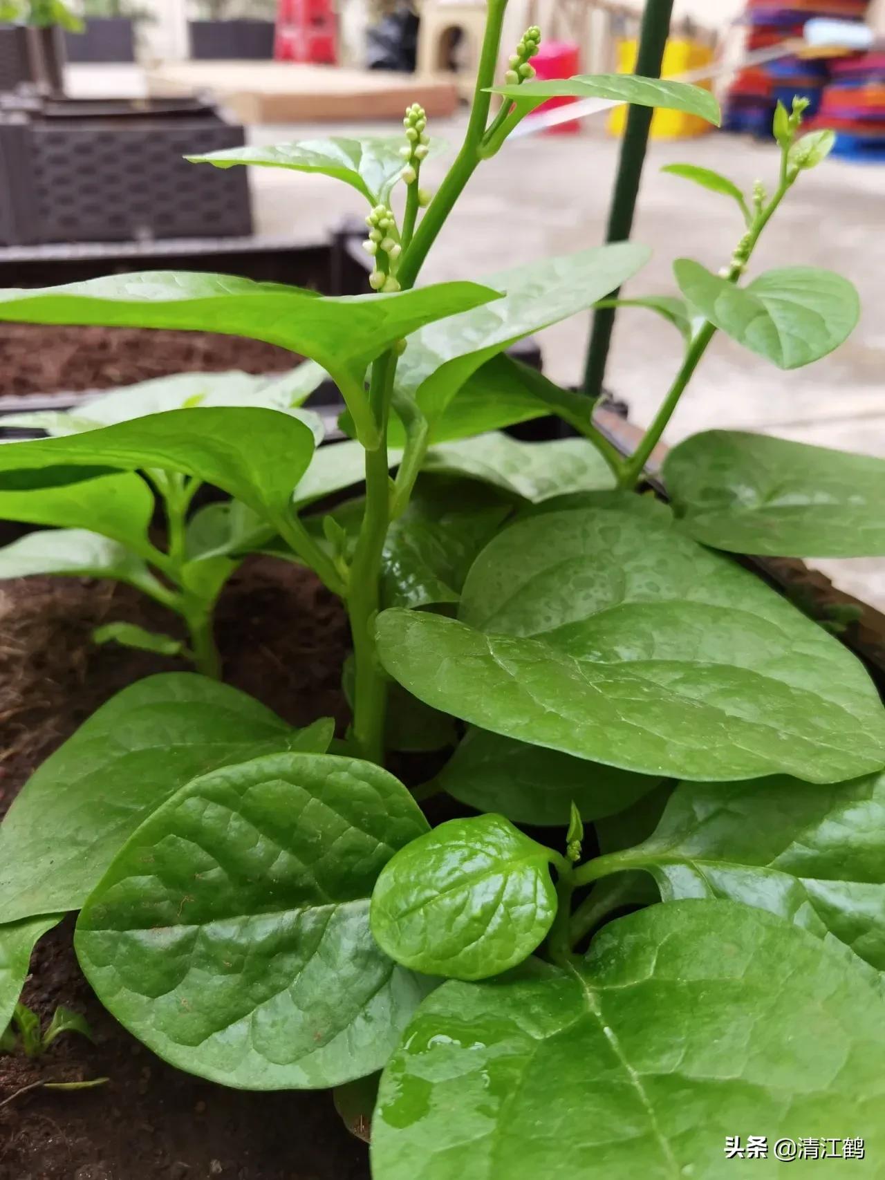 木耳菜的种子怎么脱毒,木耳菜是怎样催芽的