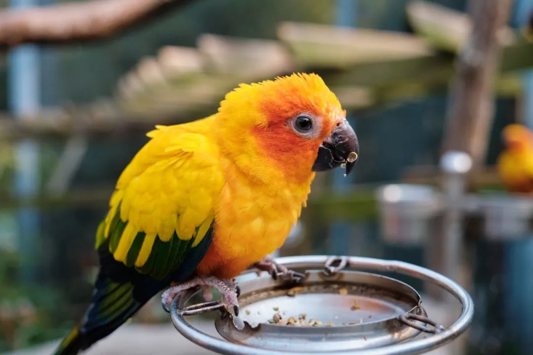 红山动物园亏损3千万网友很着急,近两年疫情原因导致亏损如何翻身