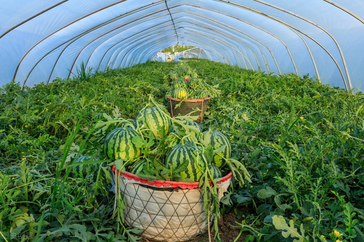 农村人的钱比城里人的好挣,农村人想方设法的去搞钱