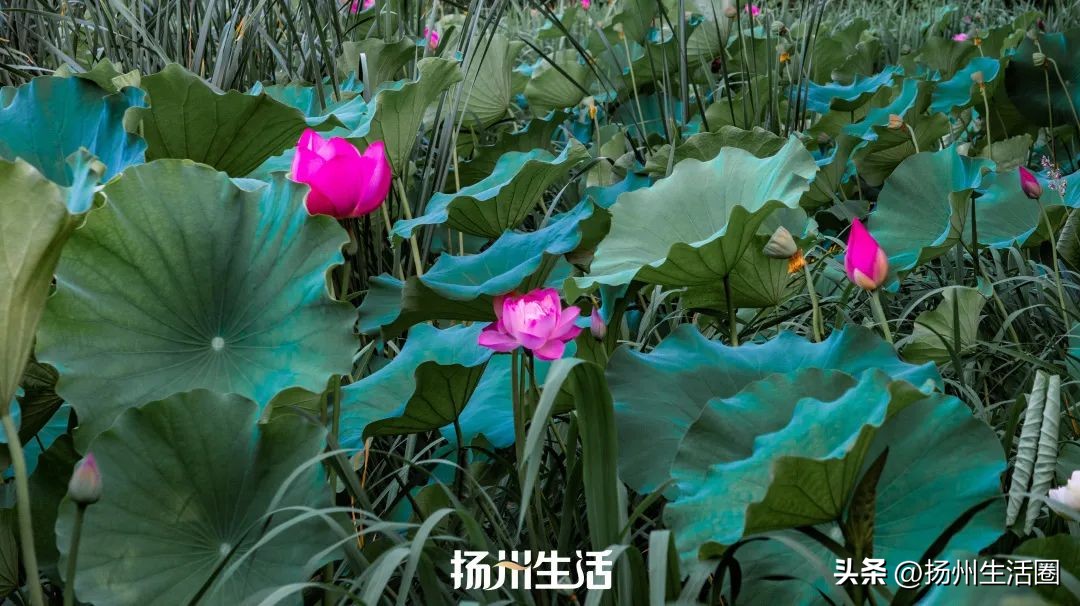 扬州夏天最热多少度,扬州苏州夏天哪个热