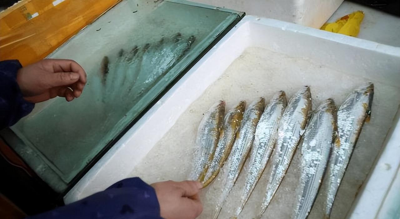 长江刀鱼是什么时候列入保护的,长江刀鱼几月份的最好