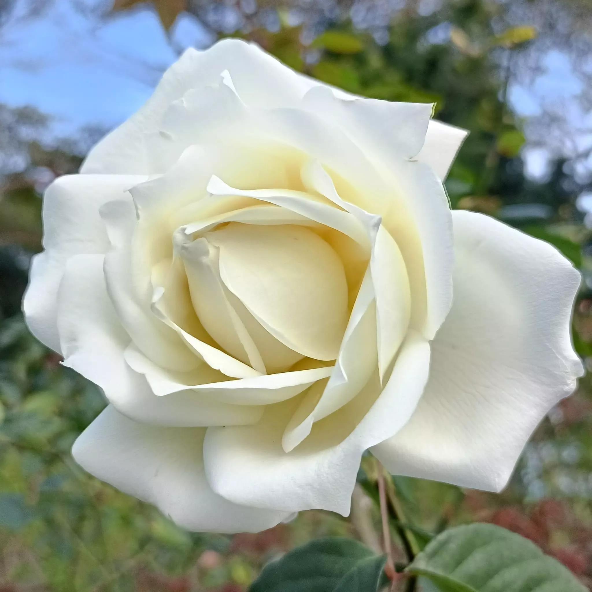 月季品种醉花,月季品种大全及图片欣赏