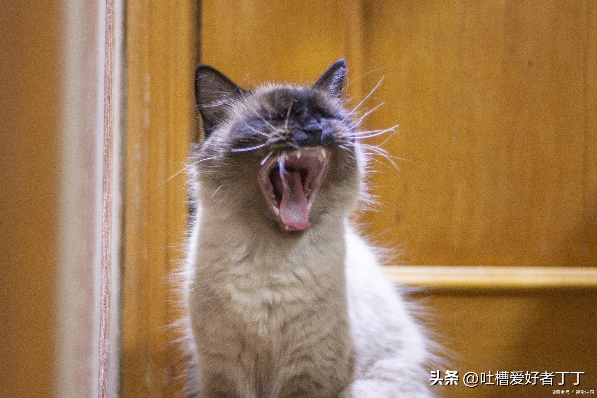 猫咪打喷嚏喷出血,猫咪打喷嚏打出血是怎么回事