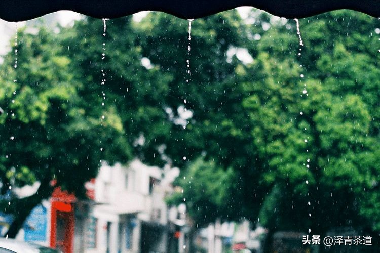谷雨时节喝谷雨茶的寓意,过了谷雨的茶有什么区别