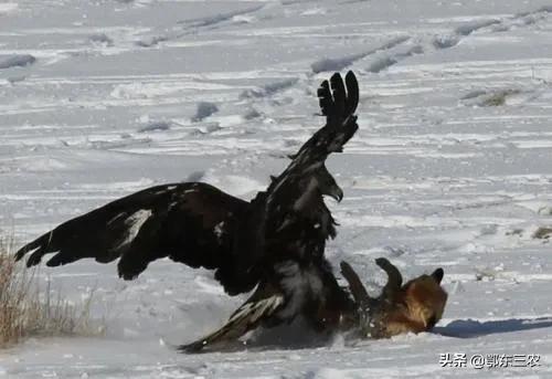 内蒙狼的天敌,蒙古草原上的狼