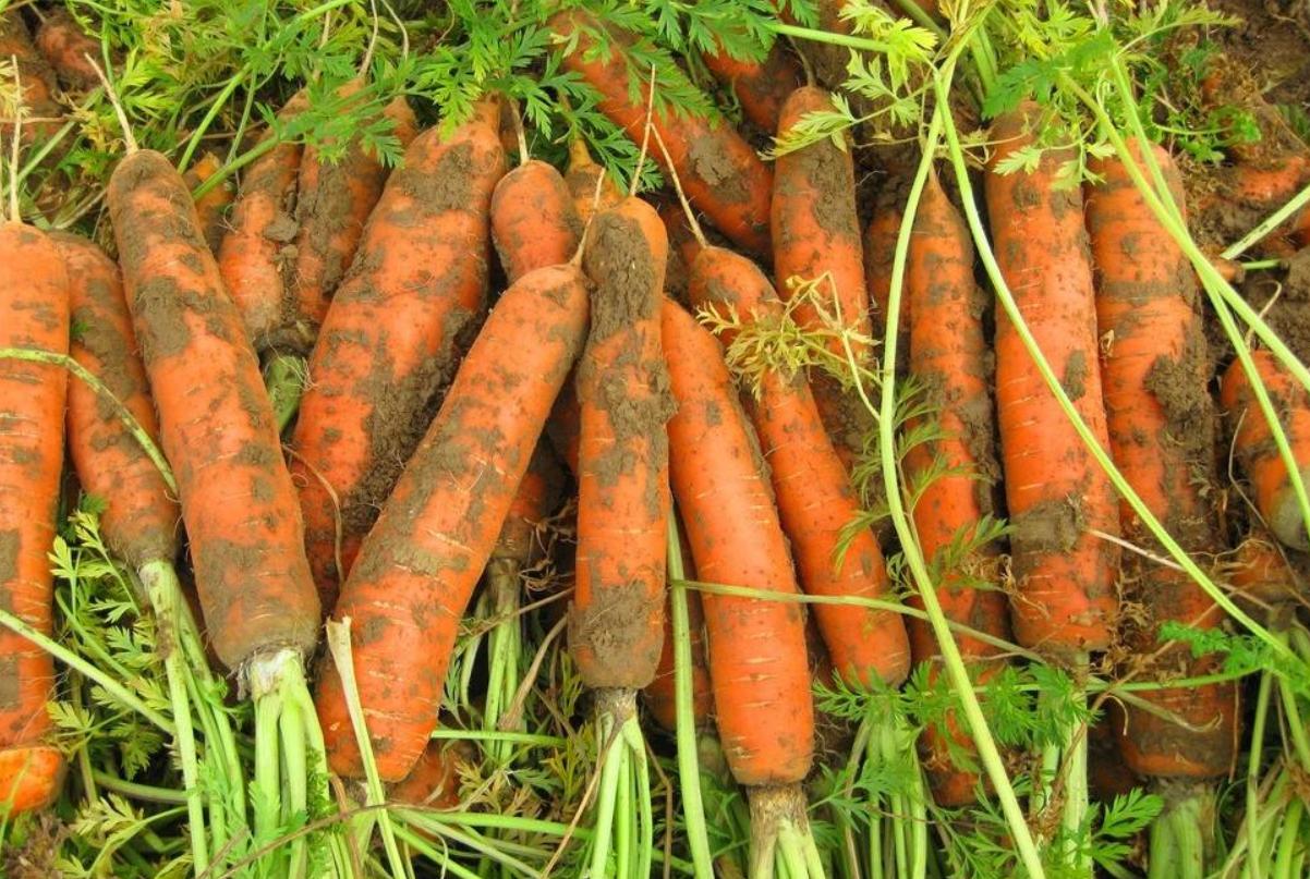 有多少蔬菜种子被国外垄断,蔬菜种子被垄断