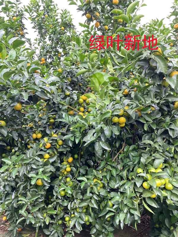 沙糖桔从哪里开始着色,促进沙糖桔快速着色方法