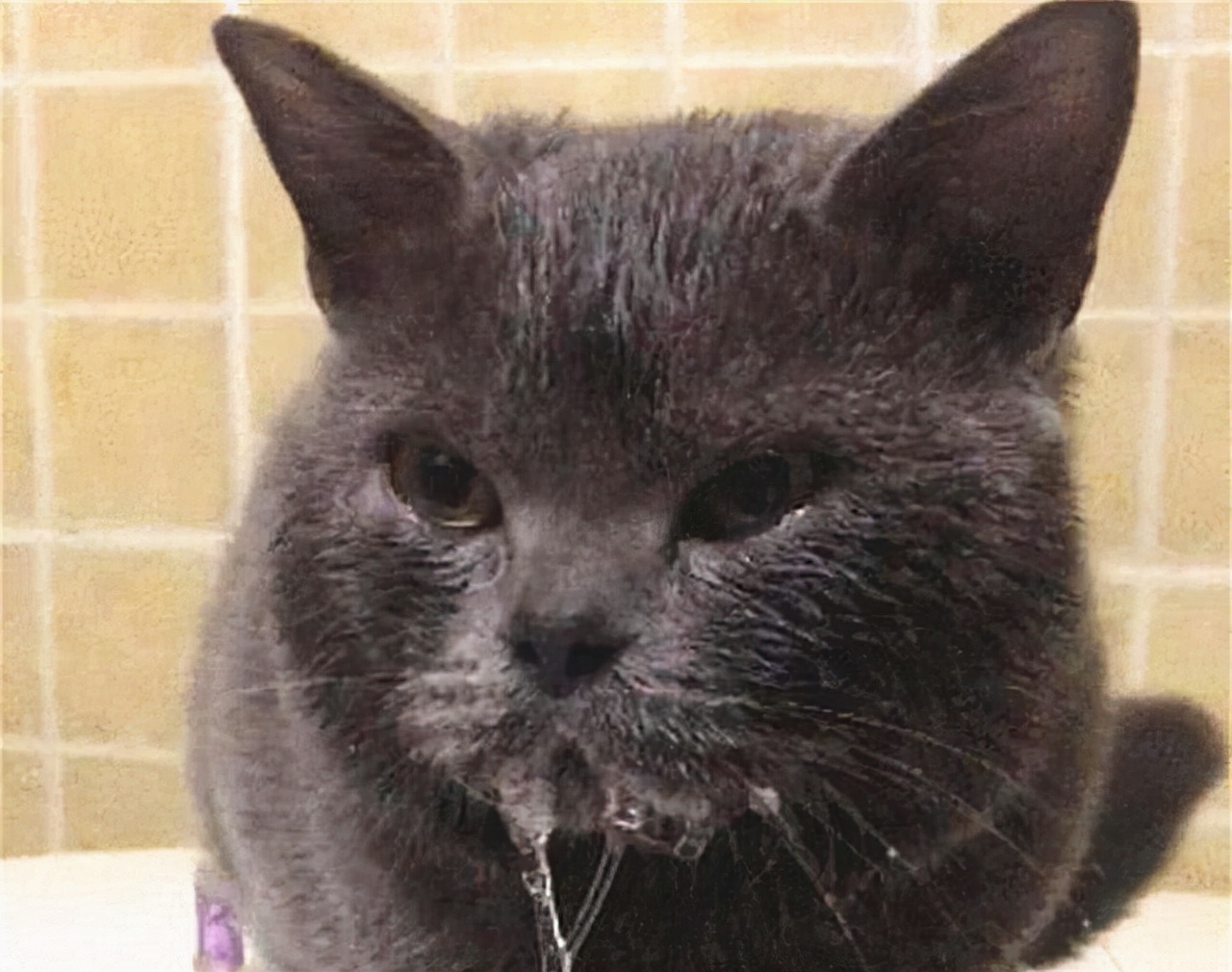 猫咪狂犬病征兆,猫咪得狂犬病的症状表现有哪些