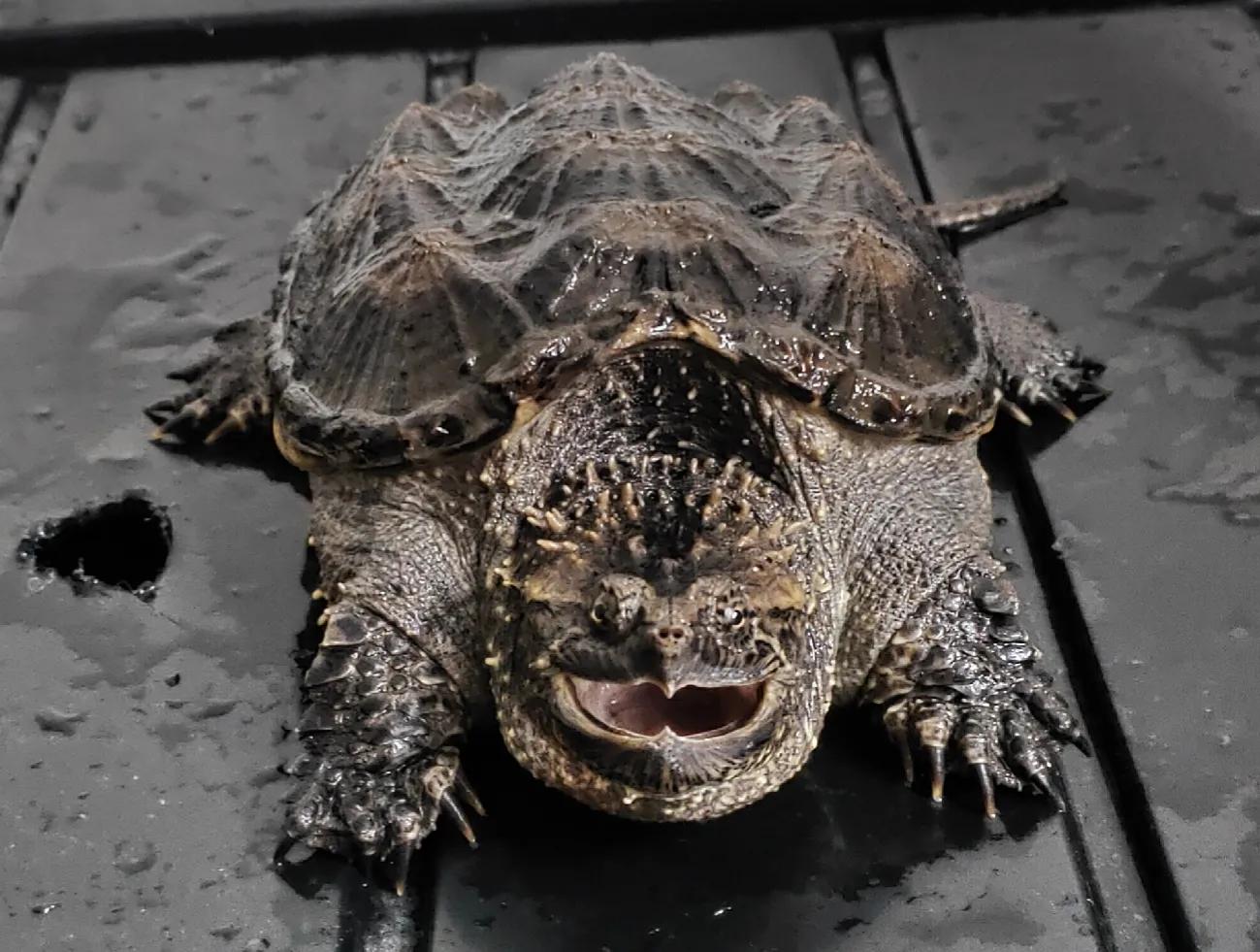 新手养龟推荐品种带价格,新手养龟最好养什么龟30块钱以内