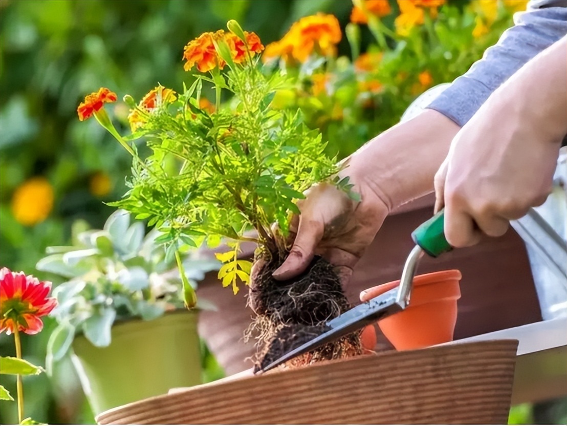 最旺家的10种花你家里有几种,三种最旺家的花是哪三种