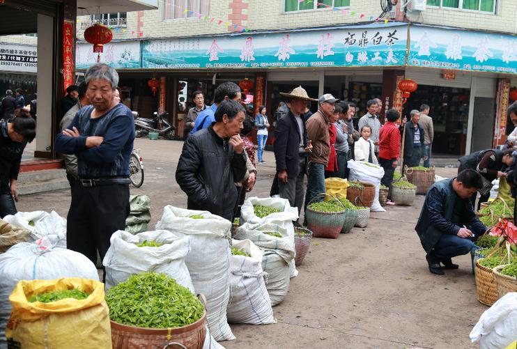 散茶为什么不能喝,随便买的茶能喝吗