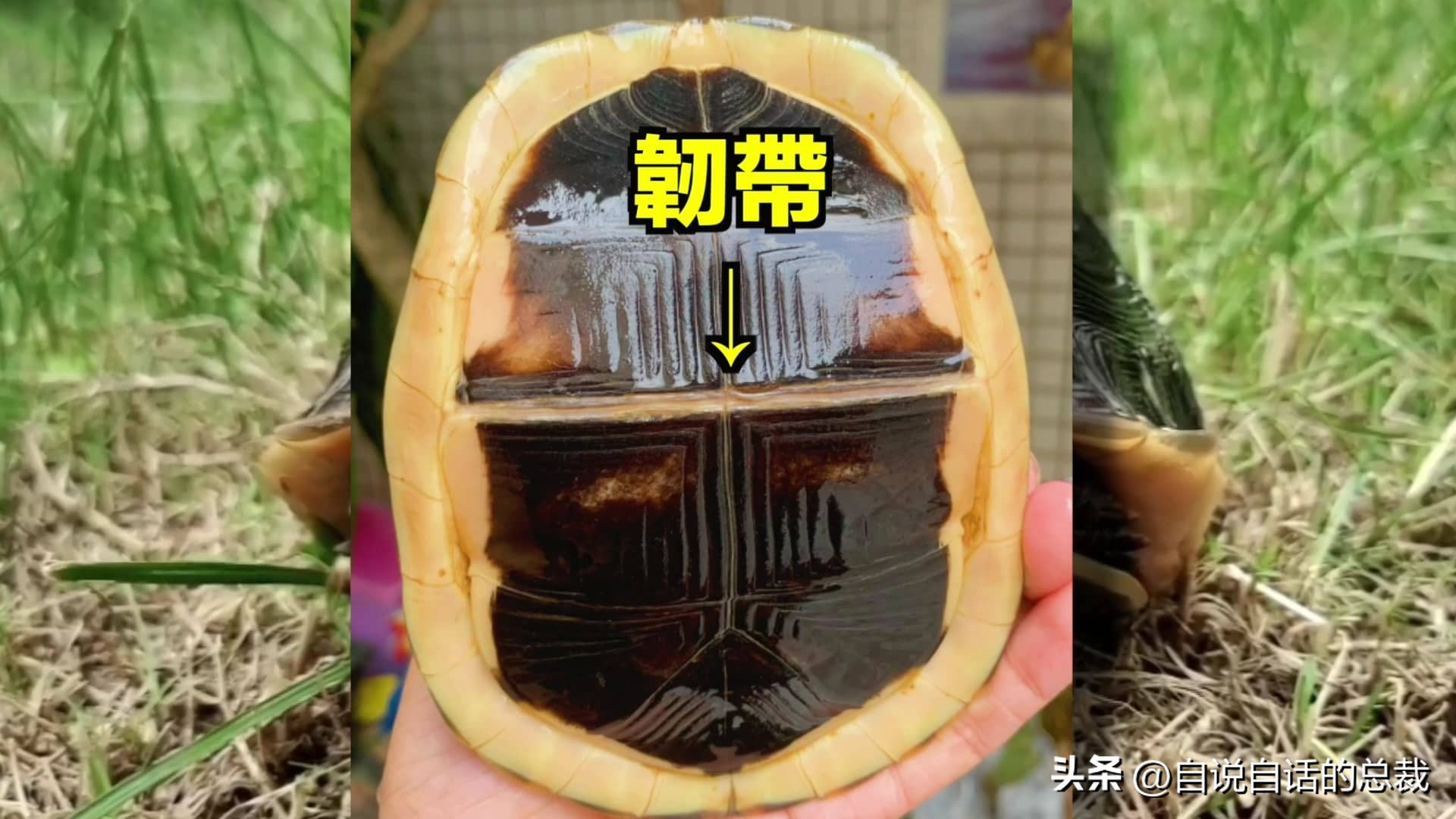 龟蛇大战巨龟视频,罕见别致的龟蛇大战