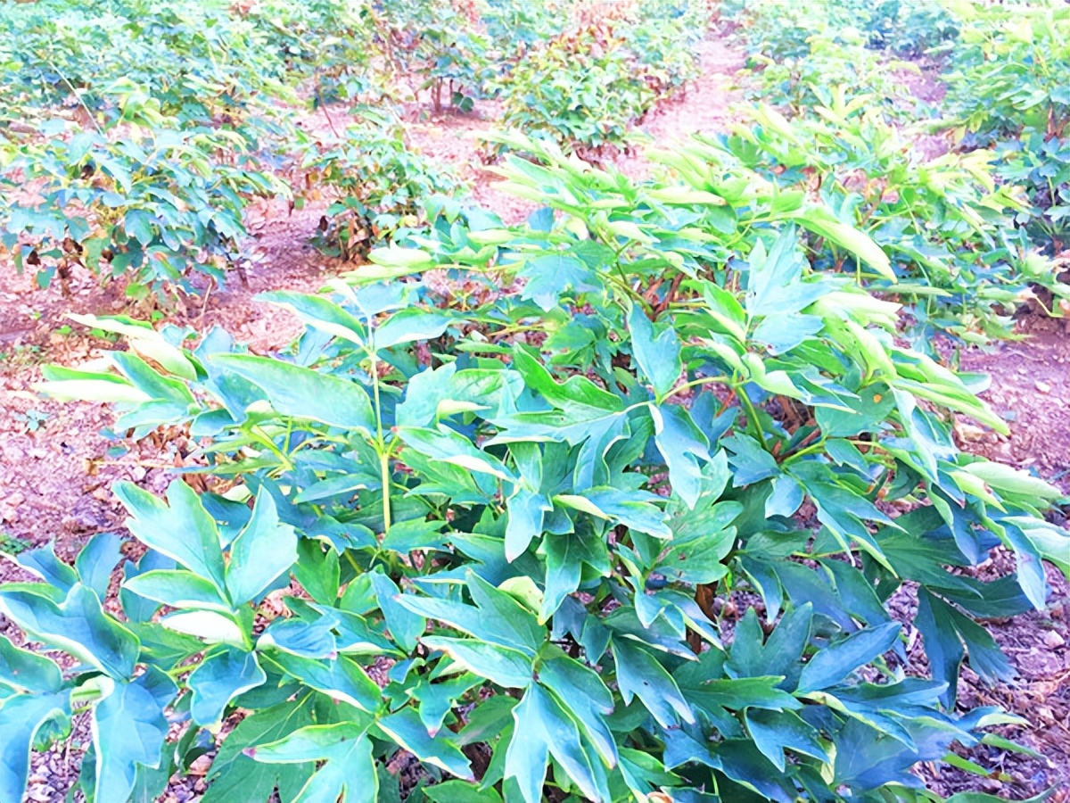 去奥林匹克公园能看到水立方吗,从奥林匹克塔看奥林匹克公园