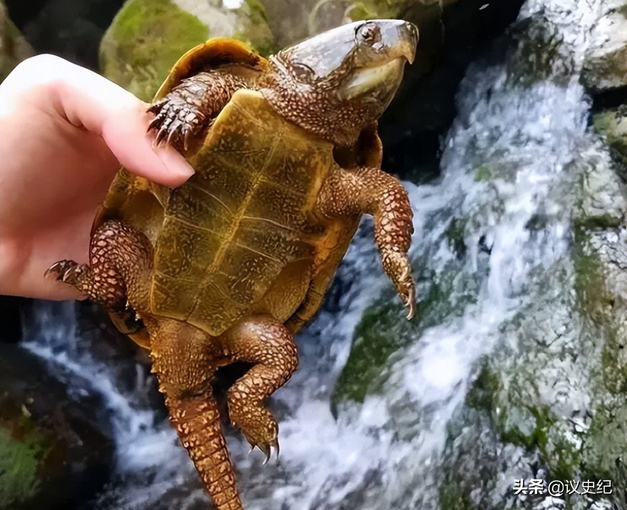 2012男子在野外捡到了小乌龟,男子捡了一个小乌龟最后被抓