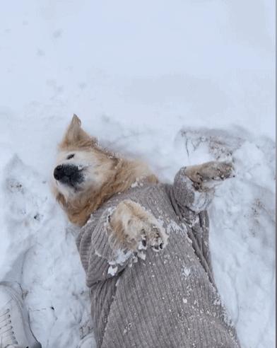 当你不见了宠物该怎么办,宠物不在了伤心怎么办