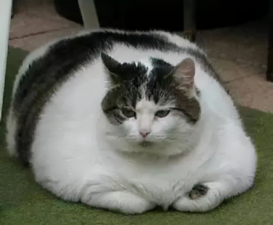 玫斯猫粮为什么是毒猫粮,玫斯全猫粮和幼猫粮